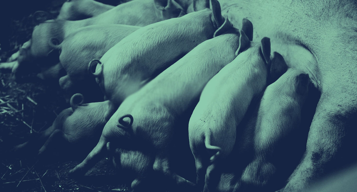 qui ti voglio salumi senza antibiotici